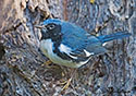 Dendroica Caerulescens